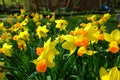 Field of beautiful daffodils or Lent lily flowers - Narcissus pseudonarcissus Royalty Free Stock Photo