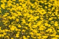 Field of beautiful dandelions Royalty Free Stock Photo