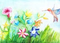 Field beautiful flowers and hummingbirds on watercolor drawing. Copy space