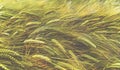 Field of beautiful golden-green barley