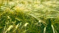 Field of beautiful golden-green barley Royalty Free Stock Photo