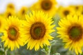 Field of beautiful golden sunflowers backlit by the sun ready to harvest Royalty Free Stock Photo