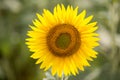 Field of beautiful golden sunflowers backlit by the sun ready to harvest Royalty Free Stock Photo