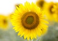 Field of beautiful golden sunflowers backlit by the sun ready to harvest Royalty Free Stock Photo