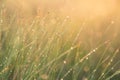 A field of beautiful green sedge grass in morning light. Marsh landscape on Northern Europe.