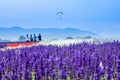 Field of beautiful lavender flower blue sky at Chiang Rai in Thailand