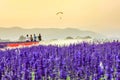 Field of beautiful lavender flower sunset at Chiang Rai in Thailand