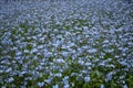 Field of beautiful little blue flowers Royalty Free Stock Photo