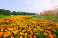 Field of beautiful orange Cosmos, trees in background under morning sunshine blue sky