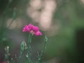 Field of beautiful pink carnation; blooming flowers on a background sunset Royalty Free Stock Photo