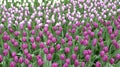 Field beautiful purple tulips flowers. Spring time. Royalty Free Stock Photo