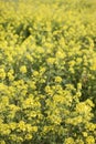 rapaseed (Brassica napus) flower Royalty Free Stock Photo