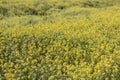 rapaseed (Brassica napus) flower Royalty Free Stock Photo