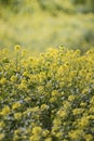 rapaseed (Brassica napus) flower