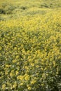 rapaseed (Brassica napus) flower