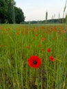Field of beautiful red poppies