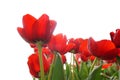 Field of beautiful red Tulip flower on white background Royalty Free Stock Photo