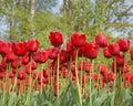 Field with beautiful red tulips Royalty Free Stock Photo