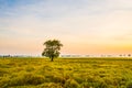 Field with beautiful sky2 Royalty Free Stock Photo