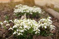 Field of beautiful snowdrops. Closeup of early spring white snow drop plant growing densely in in the garden Royalty Free Stock Photo