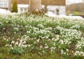 Field of beautiful snowdrops. Closeup of early spring white snow drop plant growing densely in in the garden