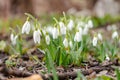 A field of beautiful snowdrops. The first early spring flowers Royalty Free Stock Photo