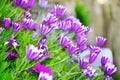 Field of beautiful spring lily flowers Royalty Free Stock Photo