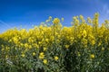 Field of beautiful springtime golden flower of rapeseed with blue sky