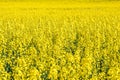 Field of beautiful springtime golden flower of rapeseed with blue sky, canola colza in Latin Brassica napus with rural road and Royalty Free Stock Photo