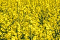 Field of beautiful springtime golden flower of rapeseed with blue sky, canola colza in Latin Brassica napus with rural road and Royalty Free Stock Photo