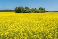 Field of beautiful springtime golden flower of rapeseed with blue sky, canola colza in Latin Brassica napus with rural road and Royalty Free Stock Photo