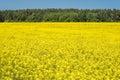 Field of beautiful springtime golden flower of rapeseed with blue sky, canola colza in Latin Brassica napus with rural road and Royalty Free Stock Photo