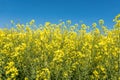 Field of beautiful springtime golden flower of rapeseed with blue sky, canola colza in Latin Brassica napus with rural road and Royalty Free Stock Photo