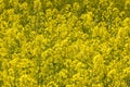 Field of beautiful springtime golden flower of rapeseed with blue sky, canola colza in Latin Brassica napus with rural road and Royalty Free Stock Photo