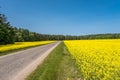 Field of beautiful springtime golden flower of rapeseed with blue sky, canola colza in Latin Brassica napus with rural road and Royalty Free Stock Photo