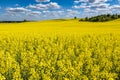 Field of beautiful springtime golden flower of rapeseed with blue sky, canola colza in Latin Brassica napus with rural road and Royalty Free Stock Photo