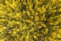 Field of beautiful springtime golden flower of rapeseed with blue sky, canola colza in Latin Brassica napus with rural road and Royalty Free Stock Photo