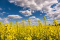 Field of beautiful springtime golden flower of rapeseed with blue sky, canola colza in Latin Brassica napus with rural road and Royalty Free Stock Photo