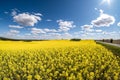 Field of beautiful springtime golden flower of rapeseed with blue sky