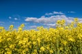 Field of beautiful springtime golden flower of rapeseed with blue sky