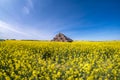 Field of beautiful springtime golden flower of rapeseed with blue sky near.huge straw pile of Hay roll bales. cattle bedding