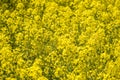 Field of beautiful springtime golden flower of rapeseed, canola colza in Latin Brassica napus, rapeseed is plant for green Royalty Free Stock Photo