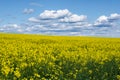 Field of beautiful springtime golden flower of rapeseed, canola colza in Latin Brassica napus with sky background and beautiful Royalty Free Stock Photo