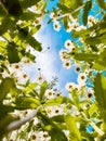 Field of beautiful summer daisies flowers, blue sky and sunlight