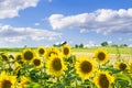 Field of beautiful sunflowers with sparrow bird in summer sunny day. Rich harvest,agriculture concept.Yellow blossoming Royalty Free Stock Photo