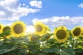 Field of beautiful sunflowers in summer sunny day. Rich harvest,agriculture concept.Yellow blossoming meadow,blue sky as Royalty Free Stock Photo