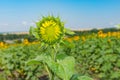 Field with beautiful unripe sunflower