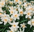 Field of beautiful white daffodils in spring time Royalty Free Stock Photo