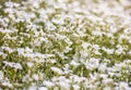 White flowers daisies