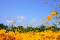 Field of beautiful Yellow Cosmos hybrid in morning sunshine blue sky,trees in background, worm eyes views photo Royalty Free Stock Photo